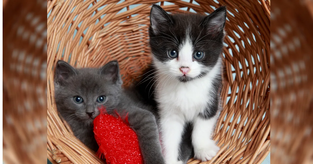 A kitten cared for by the rescue