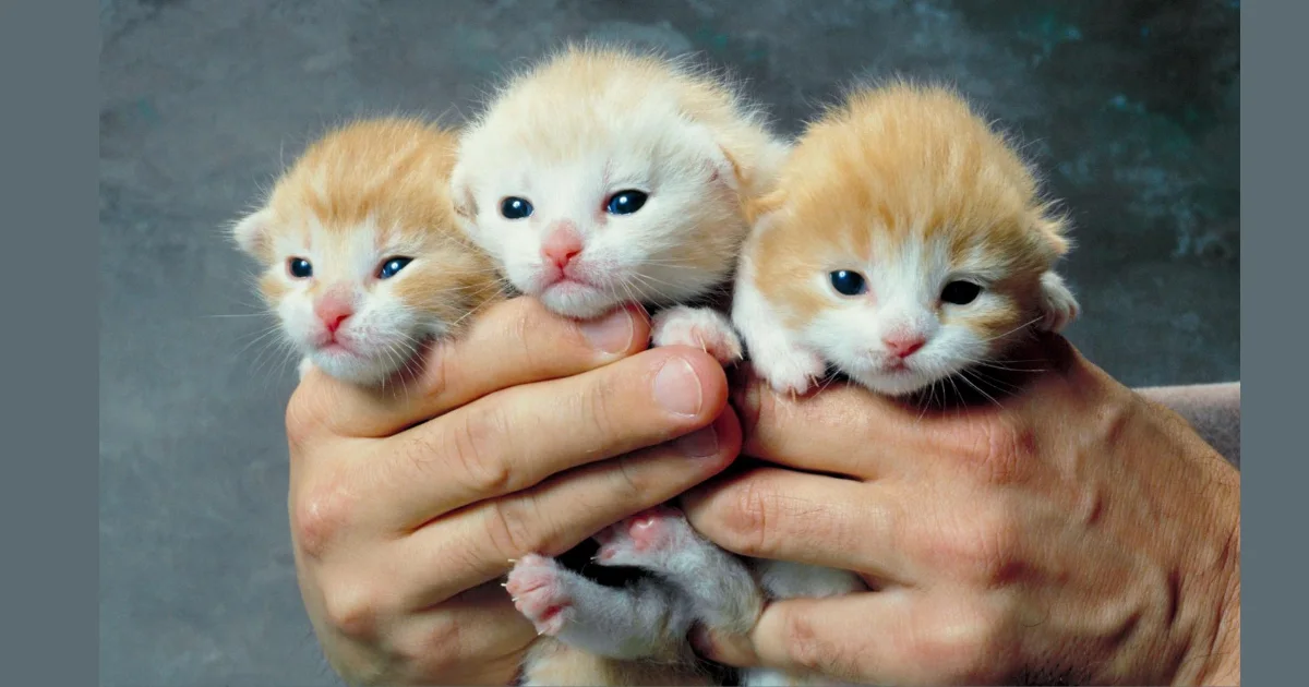 Three orange kittens held gently together